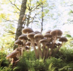 Champignons, Neuville au bois, 2018, stenope, pinhole, slow photography, chambre noire, champignon, forêt, forest, mushroom