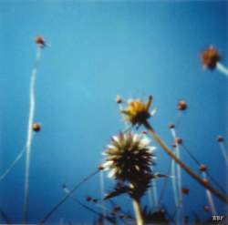 Chardon sud,  Provence,  1995, stenope,  pinhole,  slow photography,  chambre noire,  chardon,  provence,  thistle