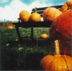 Potiron,  Puyloubier,  2016, stenope,  pinhole,  slow photography,  chambre noire,  potiron,  pumpkin,  orange