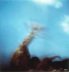 Girafe,  La Barben,  1997, stenope,  pinhole,  slow photography,  chambre noire,  girafe,  giraffe