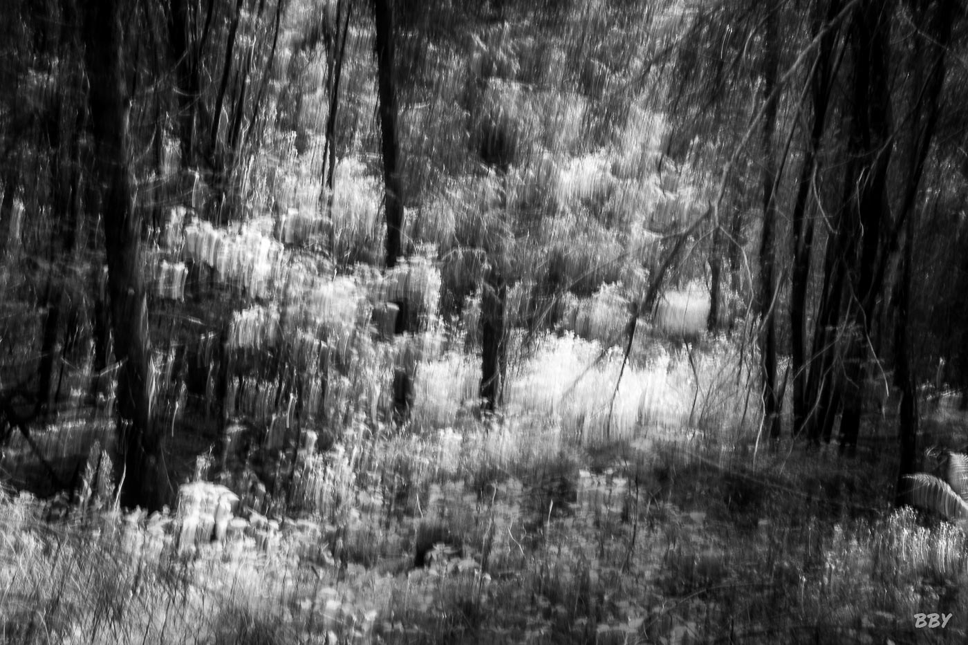 bois, Arbre, Paysage