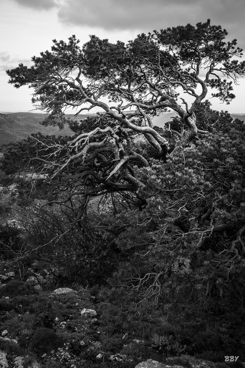 Arbre,  Paysage,  foret