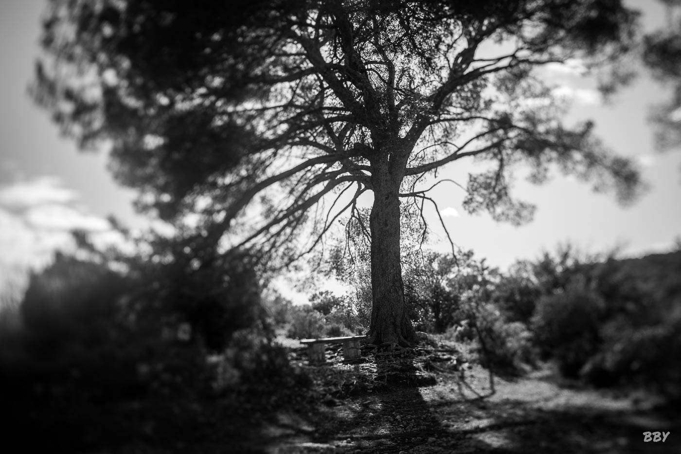 Arbre,  Paysage,  foret