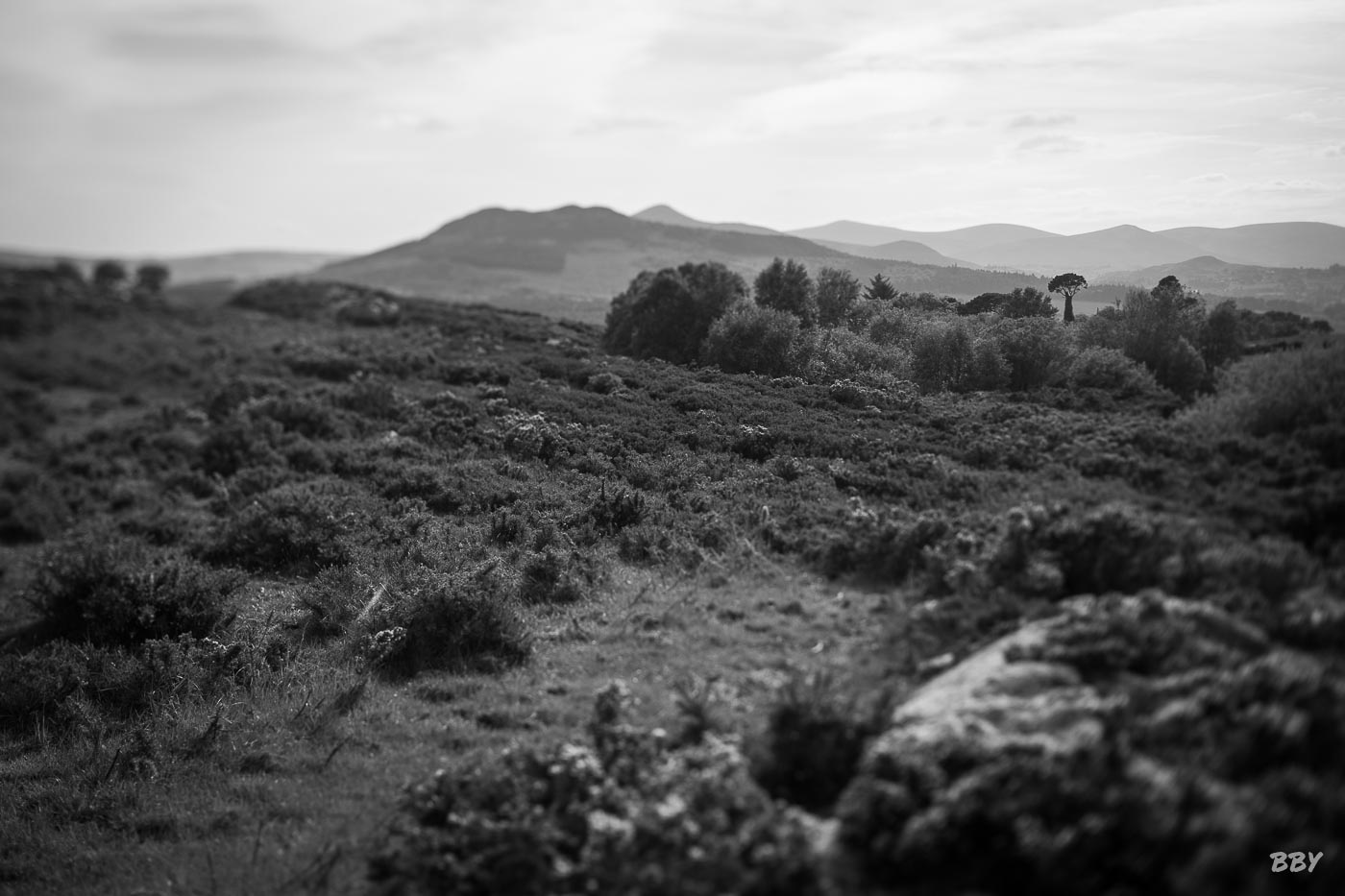 Arbre,  Paysage