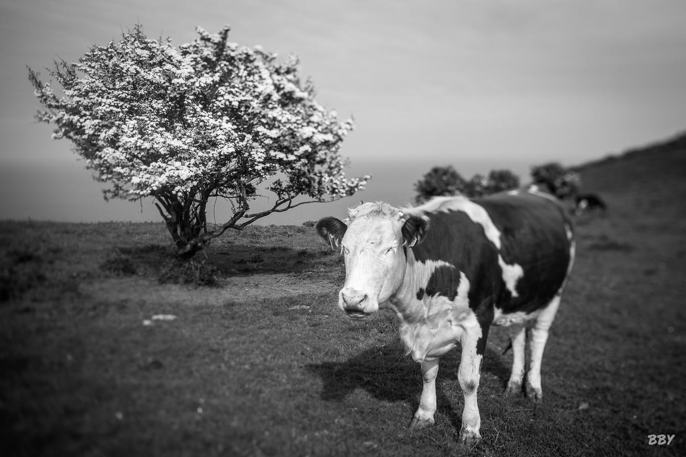 Arbre,  Paysage,  animaux,  vache