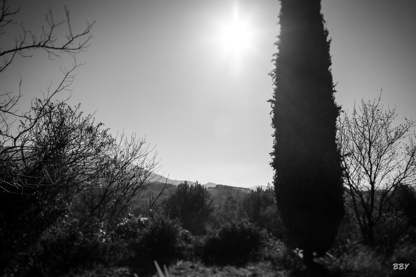 Arbre,  Paysage