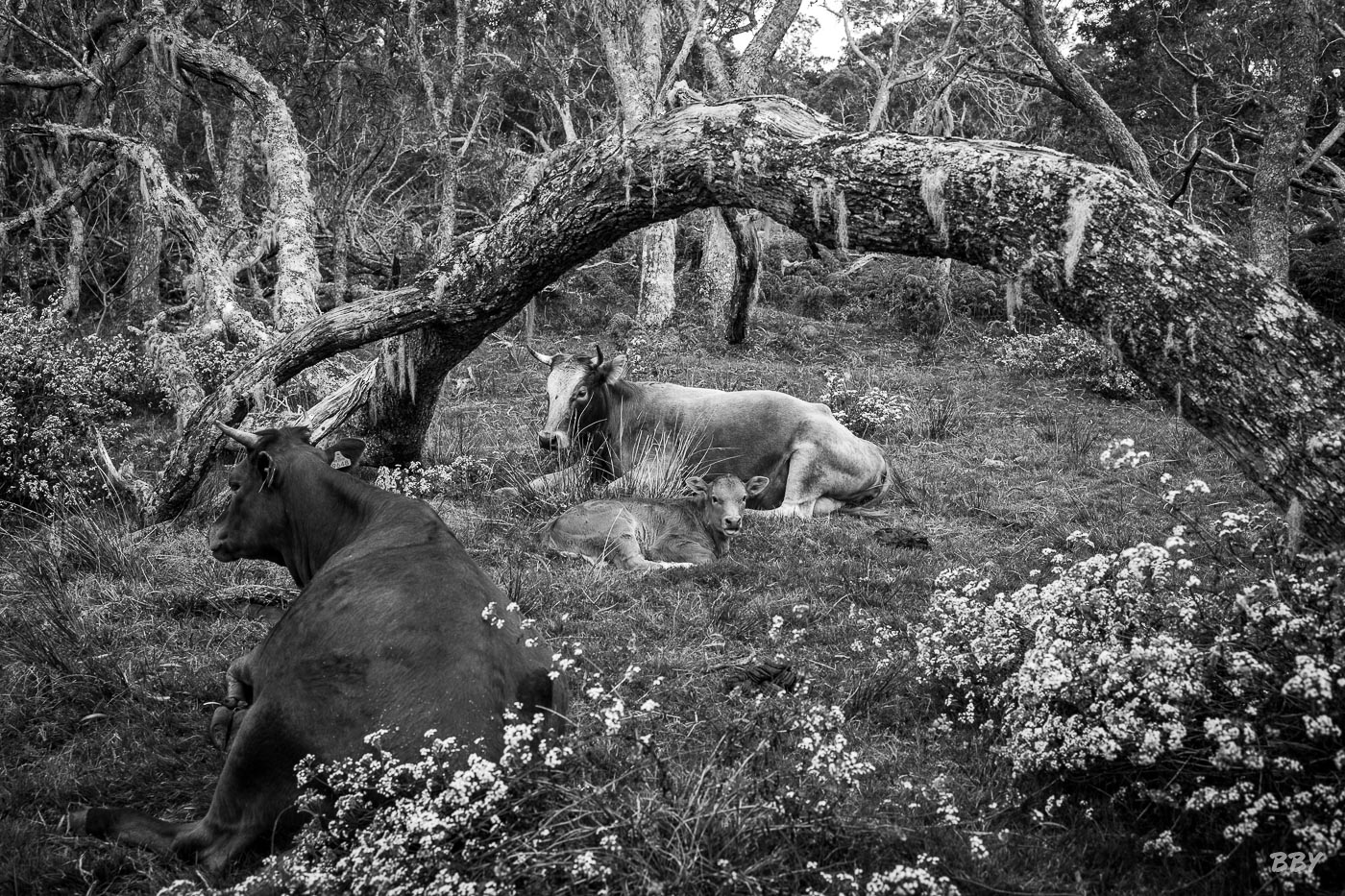 Arbre,  Paysage,  animaux,  foret,  vache