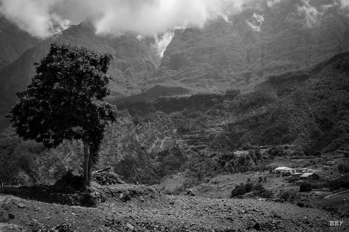 Arbre,  Paysage,  campagne