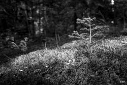 La Planée,  2019, bois,  Arbre,  Paysage