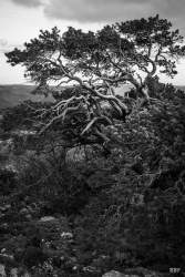 Sainte-Baume,  2022, Arbre,  Paysage,  foret