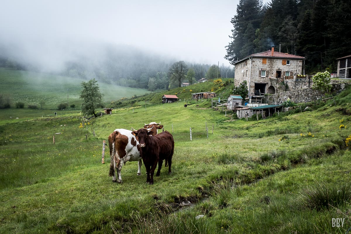 animaux,  foret,  fuit legume,  vache