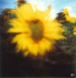 Tournesol, Neuville au bois, 1997, stenope, pinhole, slow photography, chambre noire, tounesol, sunflower