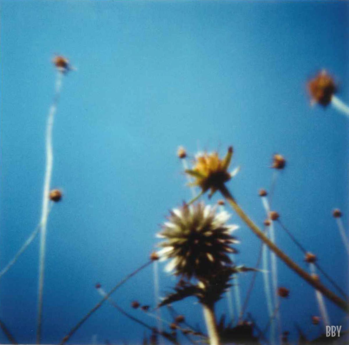 stenope,  pinhole,  slow photography,  chambre noire,  chardon,  provence,  thistle