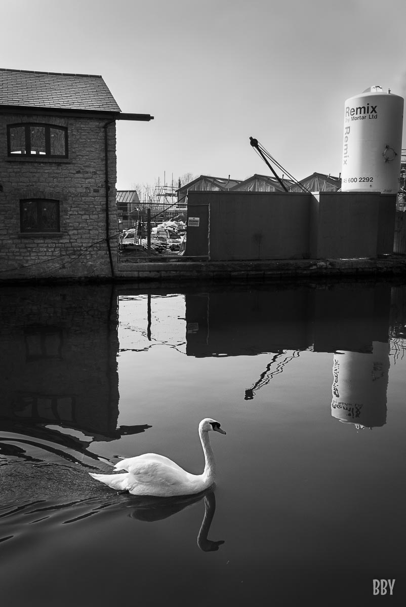 cygne,  Passage non obligé,  travaux photo