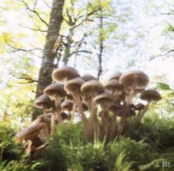 Champignons,  Neuville au bois,  2018, stenope,  pinhole,  slow photography,  chambre noire,  champignon,  forêt,  forest,  mushroom