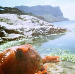 Galinette,  Cassis,  2018, stenope,  pinhole,  slow photography,  chambre noire,  grondin rouge,  poisson,  fish,  falaise,  cliff