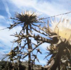 Chardon est,  La Cluse-et-mijoux,  2018, stenope,  pinhole,  slow photography,  chambre noire,  chardon,  thistle