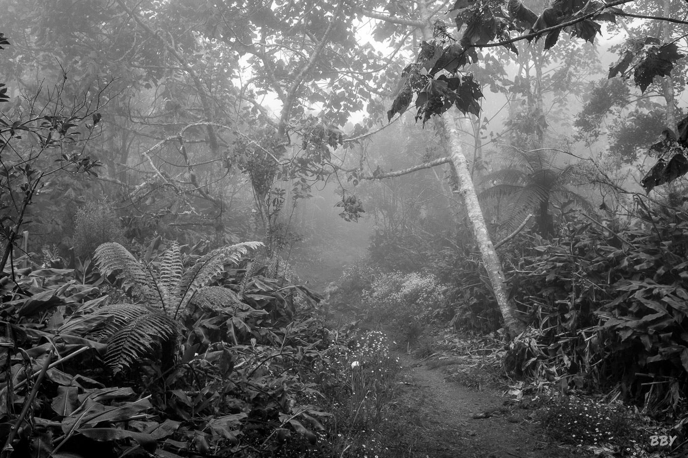 Arbre,  Paysage,  foret