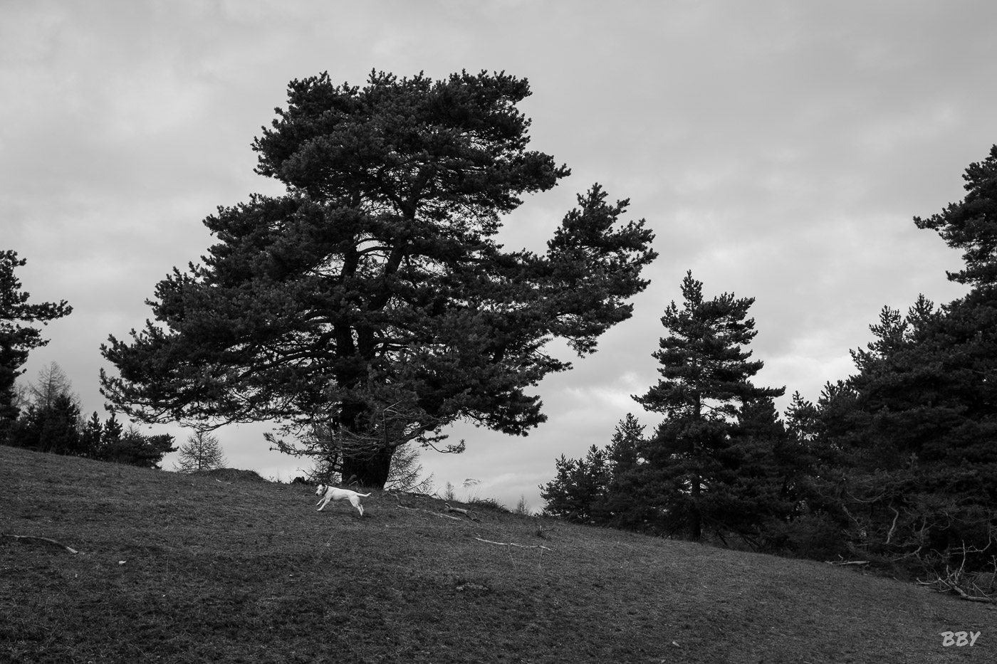 Arbre,  Paysage