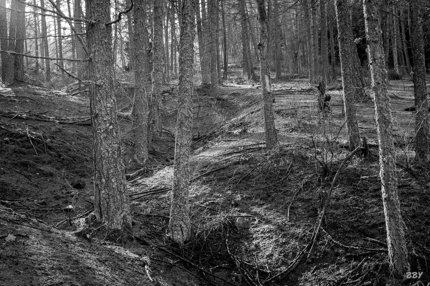 Arbre,  Paysage,  foret