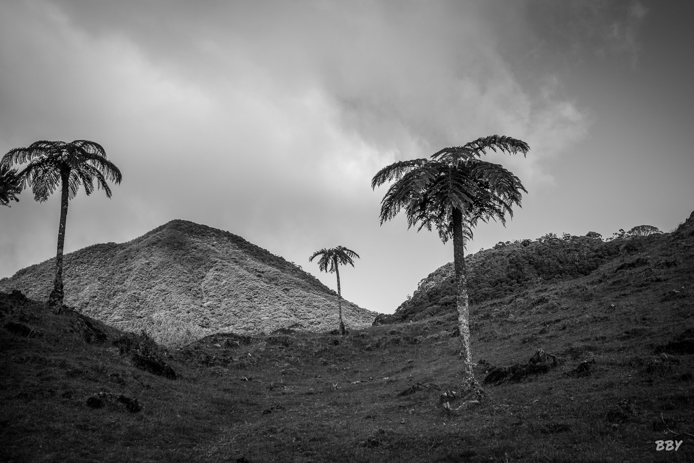 Arbre,  Paysage