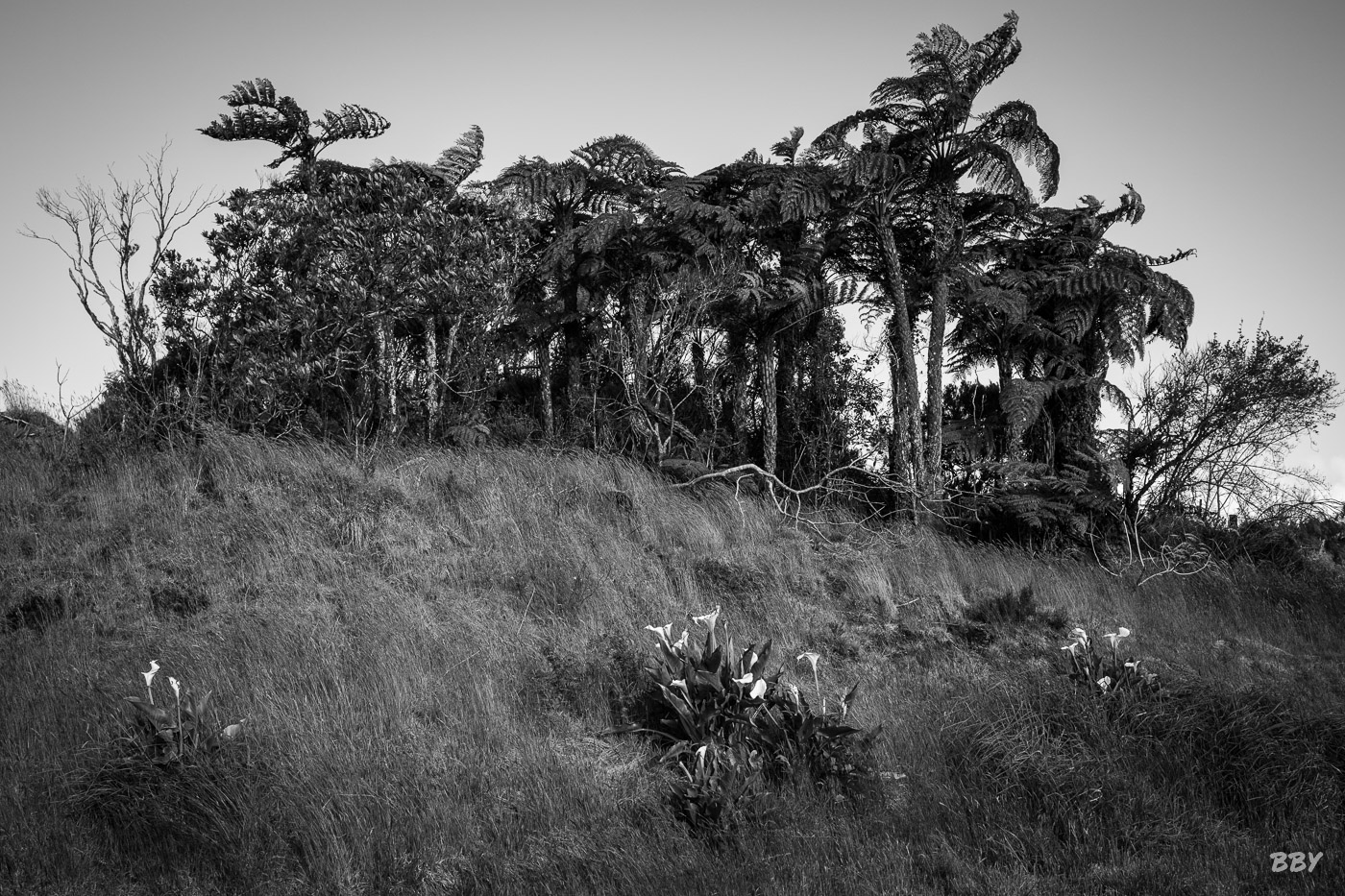 Arbre,  Paysage