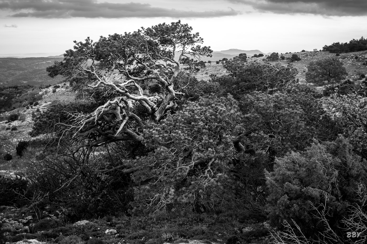 Arbre,  Paysage,  foret