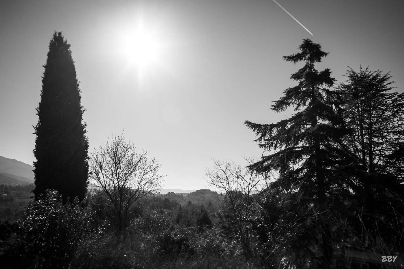 Arbre,  Paysage