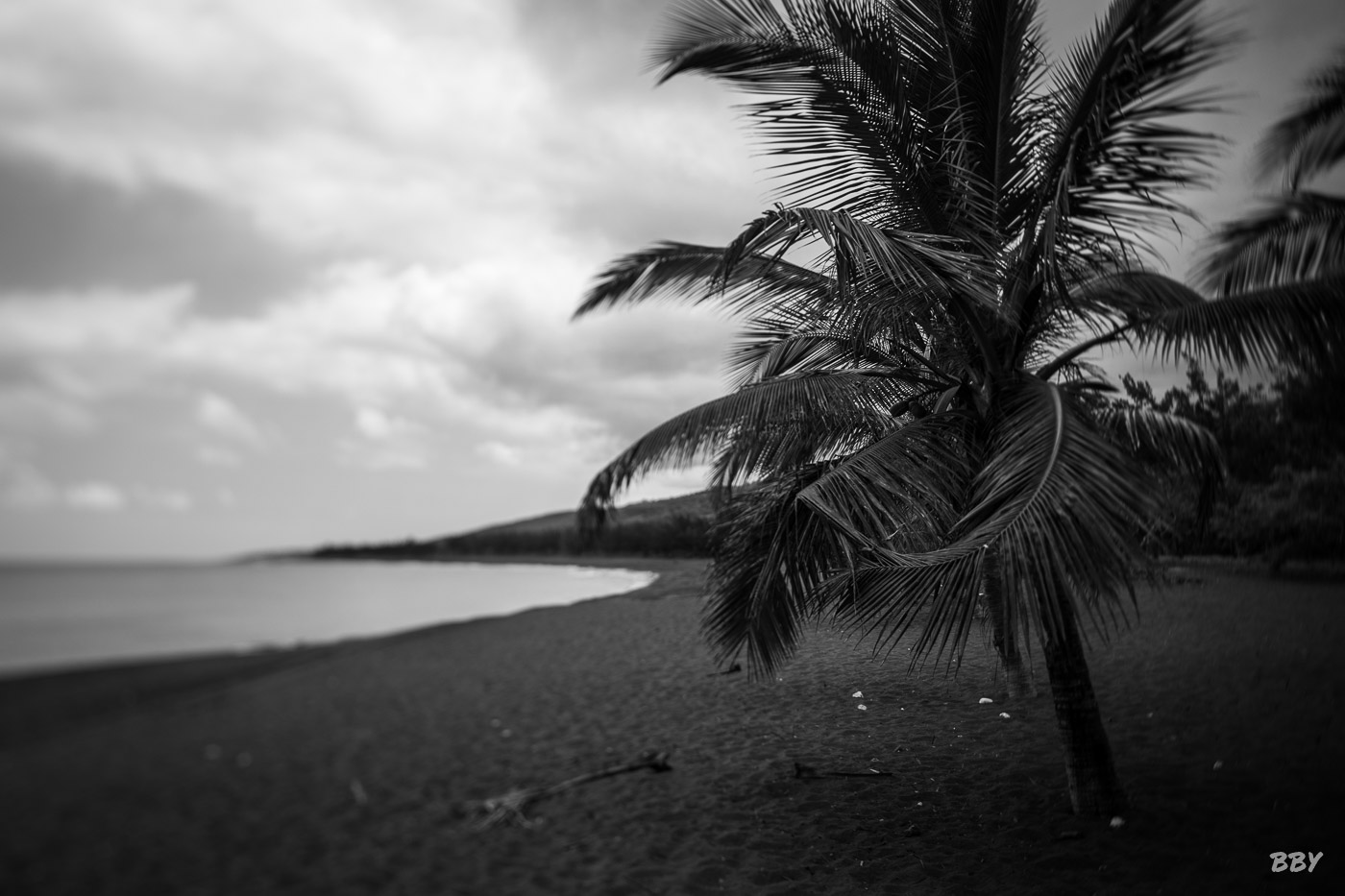 Arbre,  Paysage,  mer