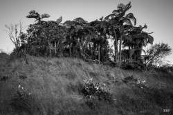 La-Plaine-des-Palmistes,  2022, Arbre,  Paysage