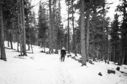 Arvieux,  2022, Paysage,  foret