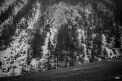 Arvieux,  2022, Arbre,  Paysage