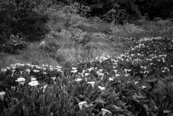 Mafate,  2022, Paysage,  foret