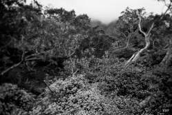 Plaine des Tamarins - Mafate,  2022, Arbre,  Paysage,  foret