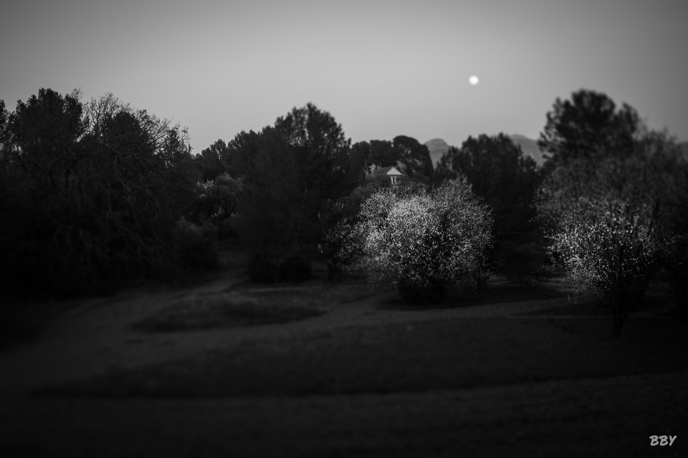 Arbre,  Paysage,  carte postale,  postcard,  arbre,  nature,  ciel,  paysage,  herbe,  lune,  plante,  noir,  champ,  amandier en fleur,  tree,  nature,  sky,  landscape,  grass,  moon,  plant,  black,  field