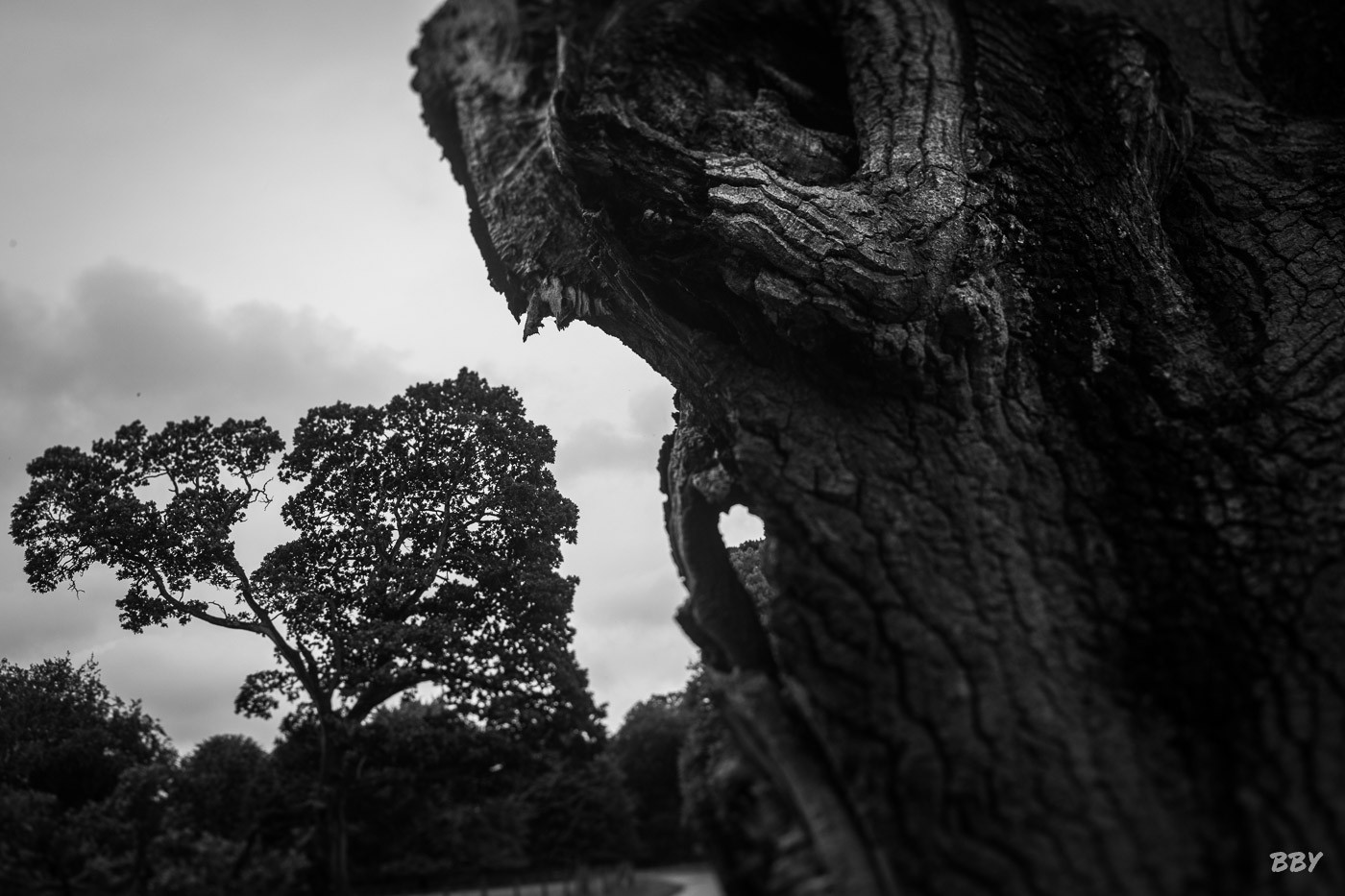 Arbre,  Paysage,  carte postale,  postcard,  extérieur,  ciel,  nuage,  nature,  paysage,  tronc,  arbre,  outdoor,  sky,  cloud,  nature,  landscape,  trunk,  tree