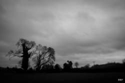 Downpatrick,  2023, Arbre,  Paysage,  carte postale,  postcard