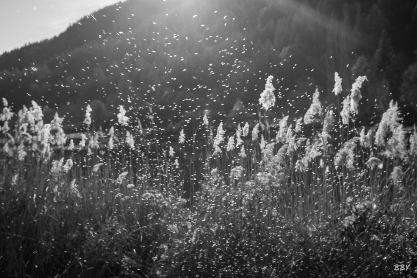 River,  _Lagan