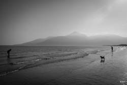 Dundrum,  2024, animaux