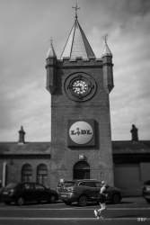 NewCastle,  2024, animaux