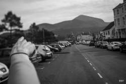 NewCastle,  2024, animaux