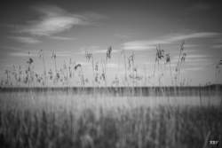 Lough Neagh,  Bartins bay,  2024, River,  _Lagan