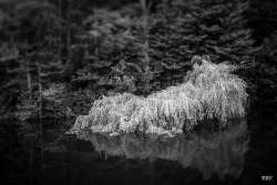 Belvoir,  Belfast,  2024, River,  _Lagan