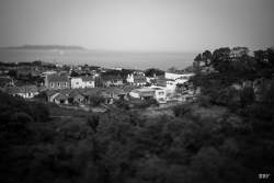 Dalkey,  2023, Arbre,  Panneau de signalisation,  Paysage