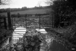 Downpatrick,  2023, Arbre,  Paysage