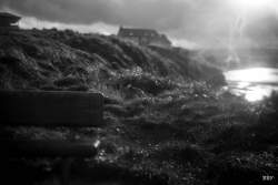 Portstewart,  2023, Arbre,  Panneau de signalisation,  Paysage